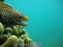 whitemouth moray by Jozef Butala 